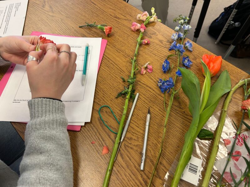 Close up of student dissecting flowers in Horticulture class on Valentine's Day.